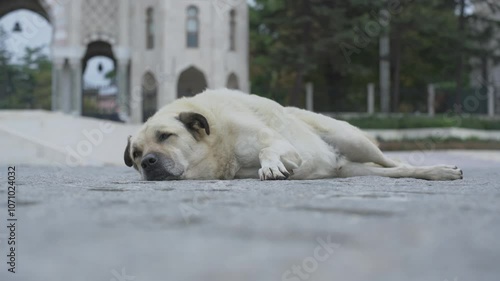 Large white dog lies on the pavement in front of a white building featuring elegant arches, showcasing a relaxed demeanor