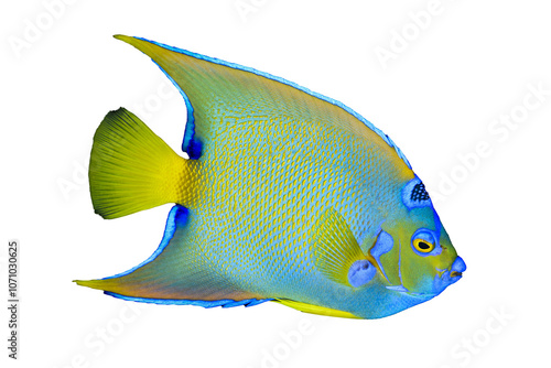 Fototapeta Naklejka Na Ścianę i Meble -  Isolated AngelFish, side view