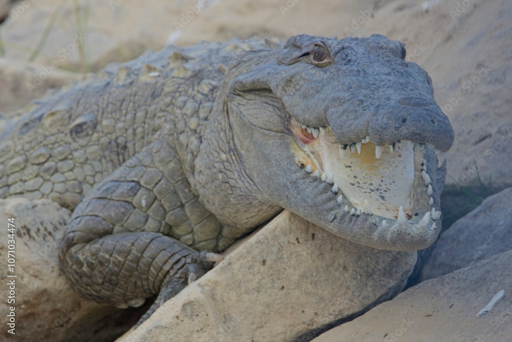 Obraz premium Marsh Mugger Crocodile, (Crocodylus palustris), gaping with mouth open on the banks of the River Chambal, Rajasthan, India.