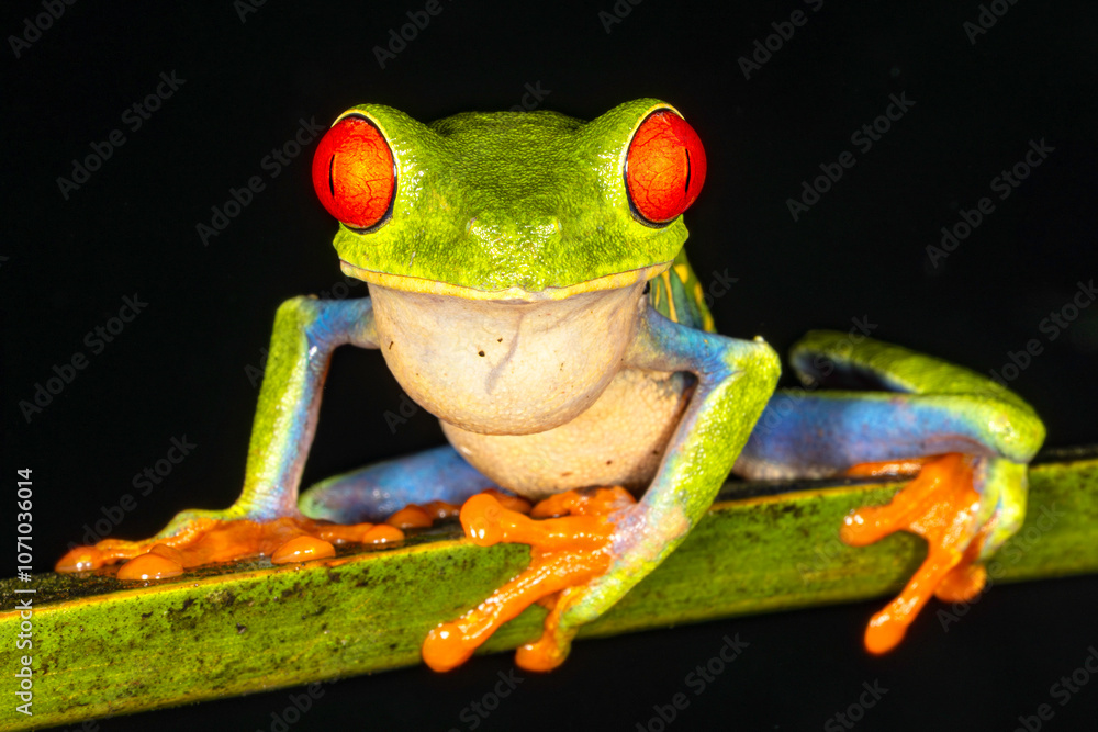 Red-eyed tree frog (Agalychnis callidryas, commonly known as the red-eyed leaf frog), Costa Rica, Sarapiqui region. Selective focus on frog's eyes