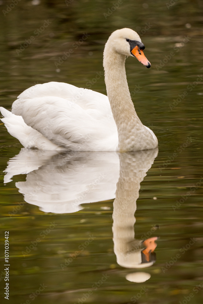 Fototapeta premium portrait d'un cygne sauvage en miroir par temps gris d'automne