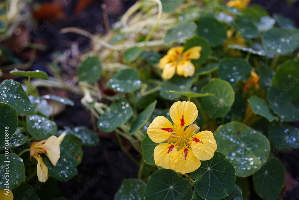 close-up of a yellow nasturtium (Tropaeolum majus) flower close-up of a yellow nasturtium (Tropaeolum majus) flower