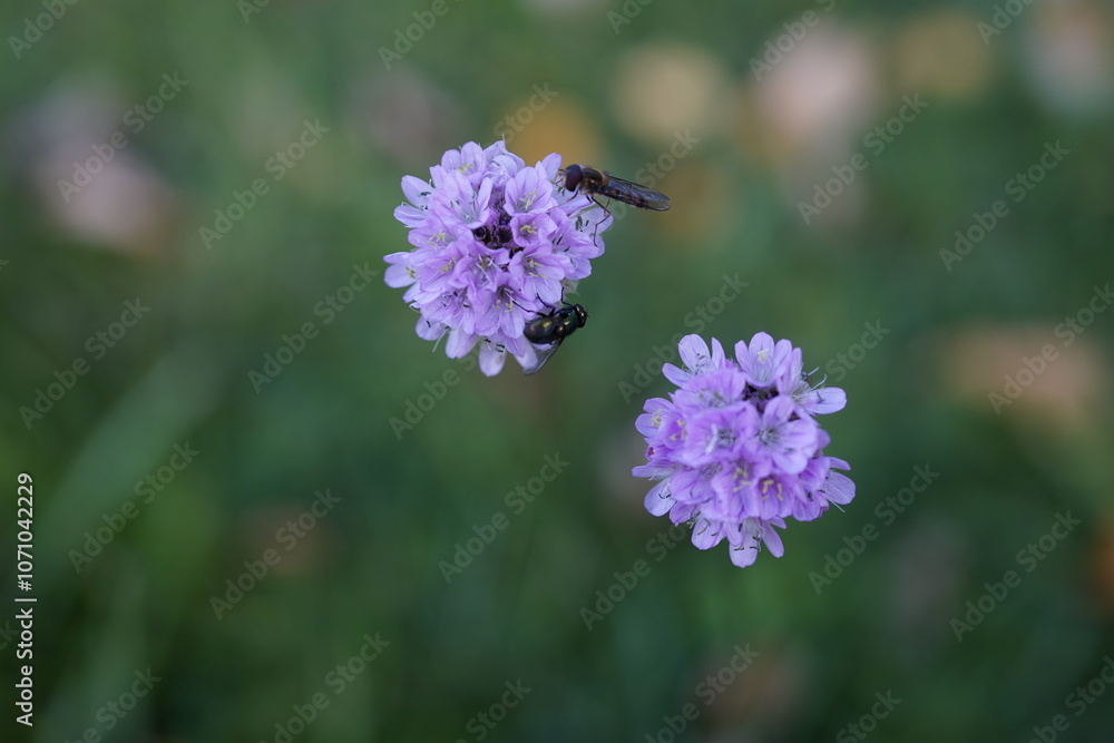 minimalist image of a two carnation flowers with insects (Armeria maritima) minimalist image of a two carnation flowers with insects (Armeria maritima)