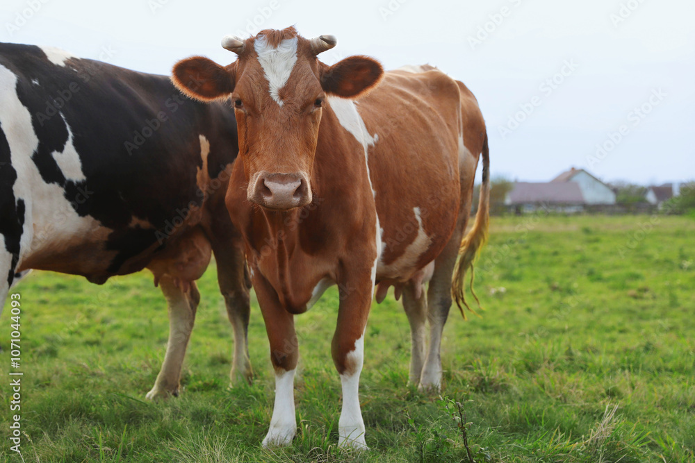 Beautiful cows grazing on green grass outdoors Beautiful cows grazing on green grass outdoors