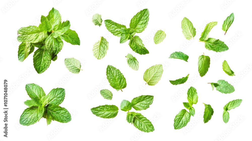 Fresh Mint Leaves Set Isolated on a White Background for Culinary Use Generative AI Fresh Mint Leaves Set Isolated on a White Background for Culinary Use Generative AI