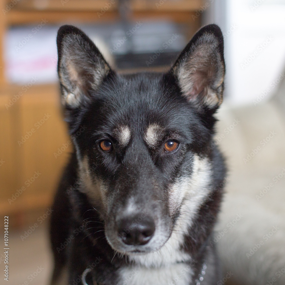 Portrait of a black dog at home Portrait of a black dog at home