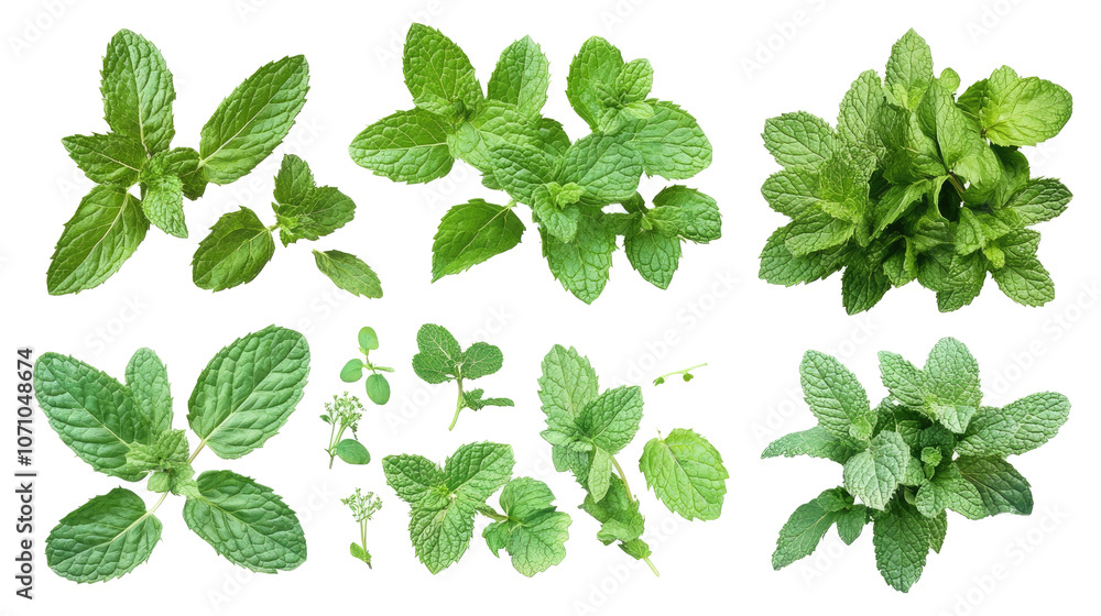 Collection of Fresh Mint Leaves Isolated on a Transparent Background Generative AI Collection of Fresh Mint Leaves Isolated on a Transparent Background Generative AI