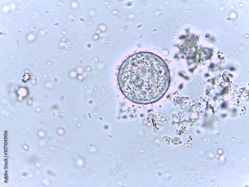 Microscopic View of Microorganisms in Fluid
