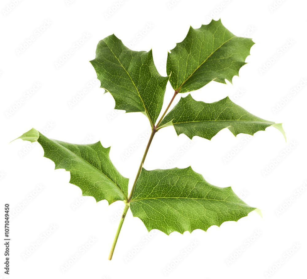 Fresh green Mahonia or oregon grape leaves falling in the air isolated on white background Fresh green Mahonia or oregon grape leaves falling in the air isolated on white background