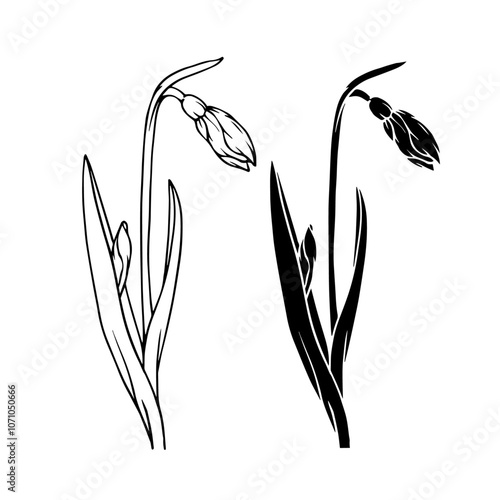 Botanical sketch, silhouette, stamp of spring flower snowdrop. Vector graphics.