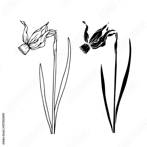 Botanical sketch, silhouette, stamp of spring flower narcissus. Vector graphics.