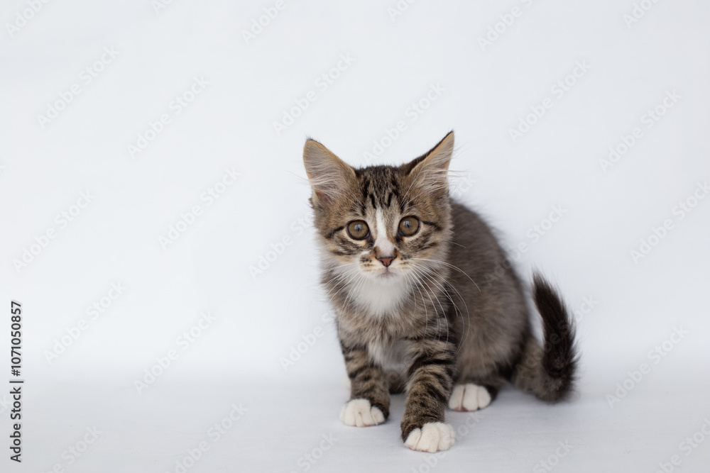 Fluffy tabby kitten sitting on a white background Fluffy tabby kitten sitting on a white background