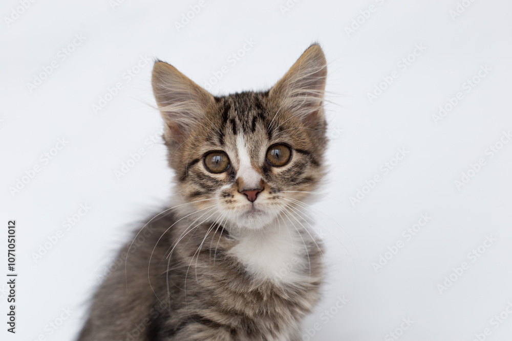 Portrait of a fluffy tabby kitten on a white background Portrait of a fluffy tabby kitten on a white background
