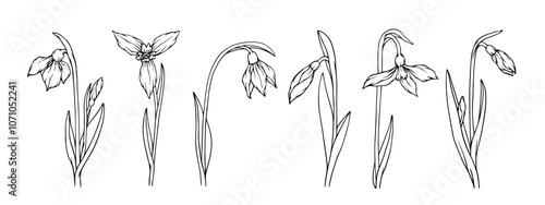 Set of botanical sketches, outlines of spring snowdrop flower. Vector graphics.