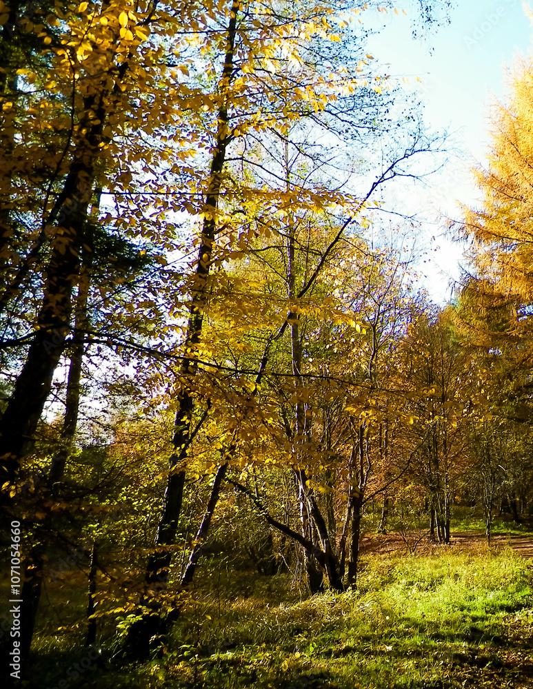 Obraz premium Autumnal forest landscape.