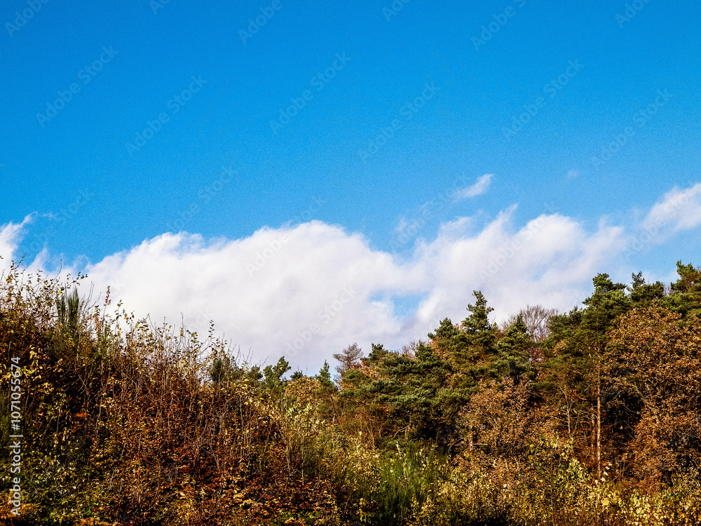 Autumnal trees on blue sky background. Autumnal trees on blue sky background.