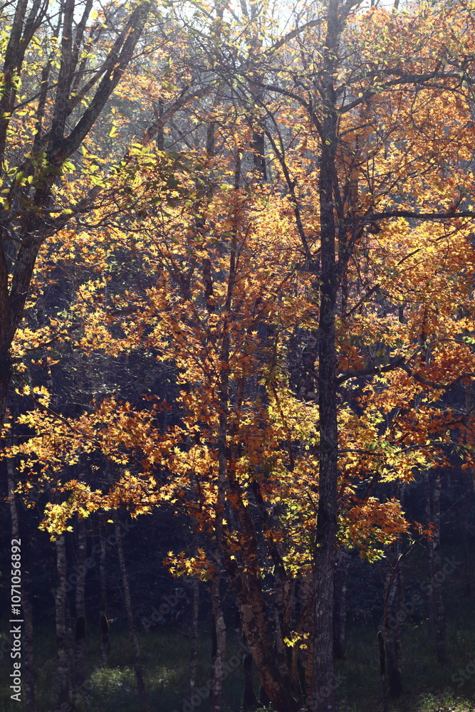 Fototapeta premium 秋の岐阜県せせらぎ街道の日の差す紅葉