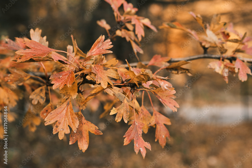 Close-up of autumn leaves on a branch.Warm,earthy tones and blurred background create a serene autumnal scene.Perfect for seasonal designs and nature themes.Romania.Carpathian Mountains. Transylvania