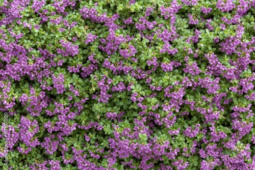 Close up macro shot of aromatic creeping thyme in the field on a sunny day a lovely food and medicinal plant
