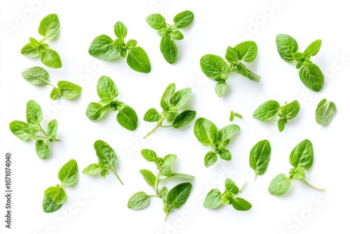 Dried oregano pieces spread out on a white surface overhead view