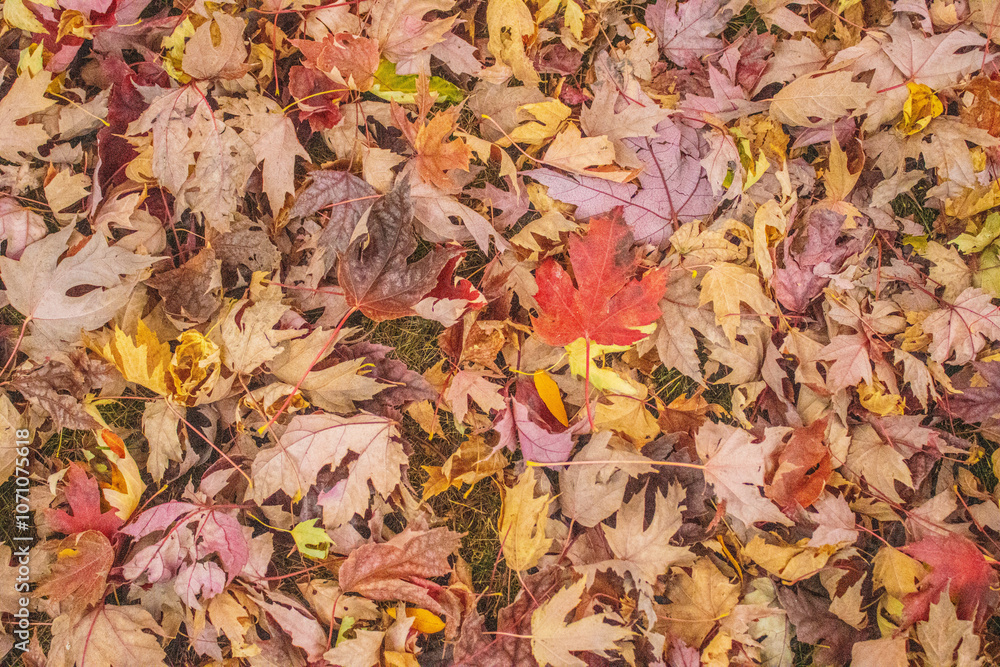 Autumn, leaf, fall, nature, yellow, maple, season, tree, red, foliage, colorful, texture, forest, fallen, park, seasonal, ground, gold, bright Autumn, leaf, fall, nature, yellow, maple, season, tree, red, foliage, colorful, texture, forest, fallen, park, seasonal, ground, gold, bright