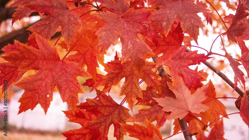 Autumn, leaf, fall, nature, yellow, maple, season, tree, red, foliage, colorful, texture, forest, fallen, park, seasonal, ground, gold, bright Autumn, leaf, fall, nature, yellow, maple, season, tree, red, foliage, colorful, texture, forest, fallen, park, seasonal, ground, gold, bright