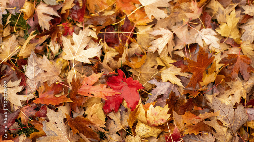Obraz premium Autumn, leaf, fall, nature, yellow, maple, season, tree, red, foliage, colorful, texture, forest, fallen, park, seasonal, ground, gold, bright