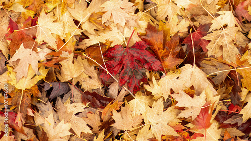 Autumn, leaf, fall, nature, yellow, maple, season, tree, red, foliage, colorful, texture, forest, fallen, park, seasonal, ground, gold, bright