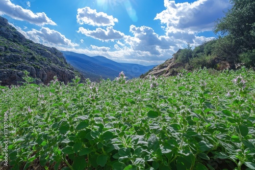 Mountain grown wild oregano Fresh green oregano in fields Greek herb Aromatic culinary flowers