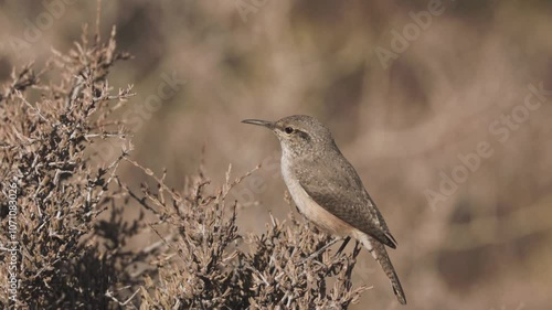 4k slow motion video of a Rock Wren looking back and forth, perched on a prickly desert bush in morning sunlight, in the desert of Southern Utah, USA on a fall day. photo