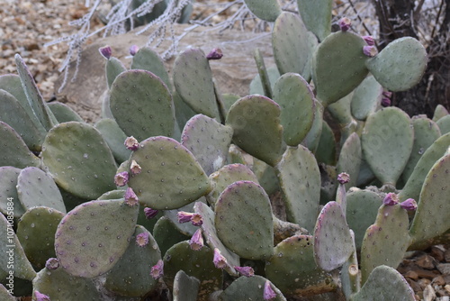 Cactus in Winter