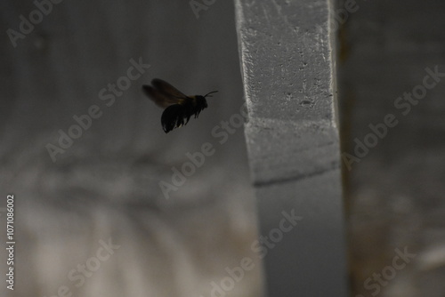 Bee in Flight 