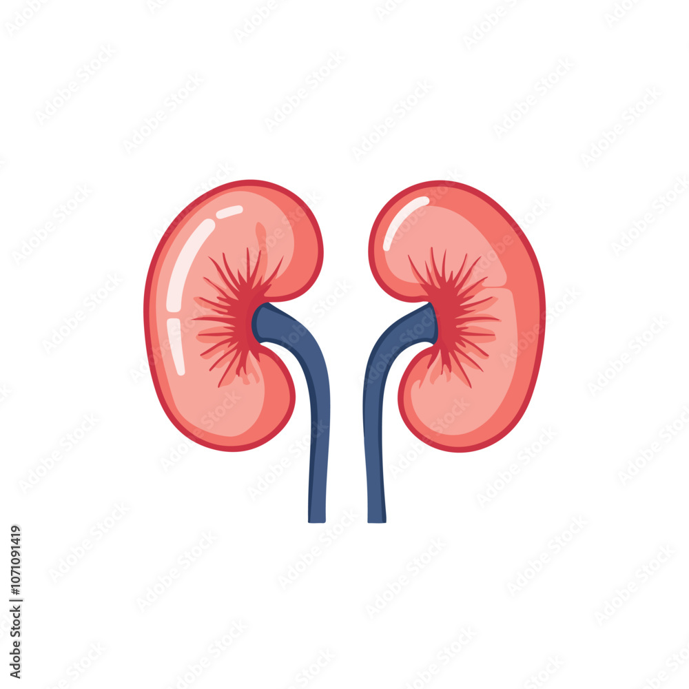 Kidneys Flat Icon Symbol High Quality Illustration Kidneys Flat Icon Symbol High Quality Illustration
