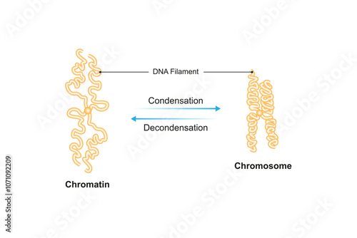 Condensation and Decondensation of DNA Filament Science Design. Vector Illustration.