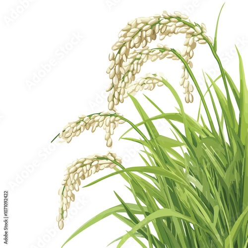 Beautiful Rice Plant Agriculture Background Vector Illustration