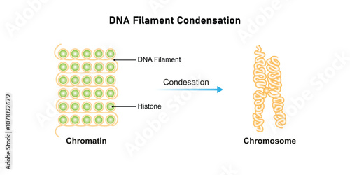 Condensation of DNA Filament Science Design. Vector Illustration.