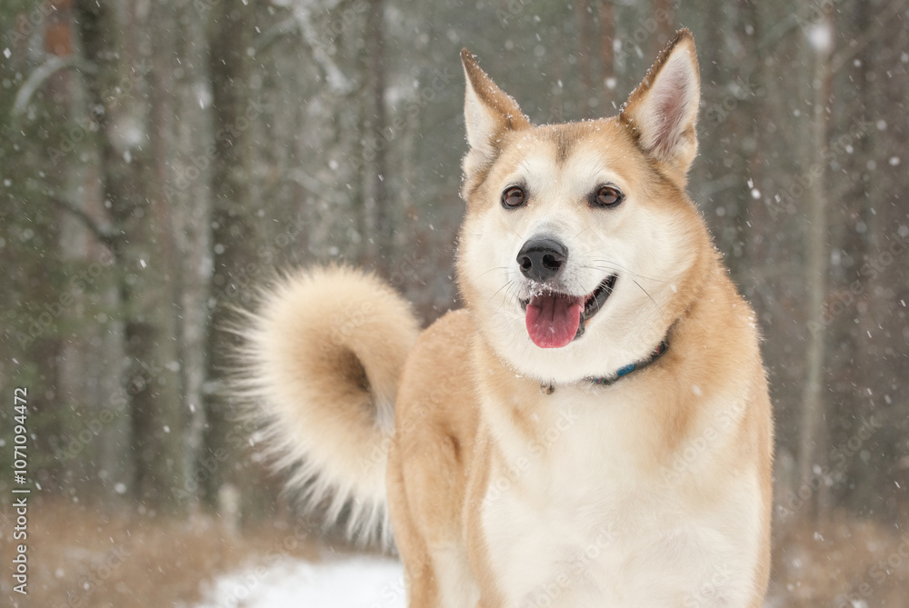 A dog pauses in a winter forest, surrounded by fresh snow. A dog pauses in a winter forest, surrounded by fresh snow.