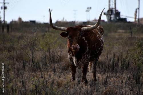 Cow from West Texas Wedding