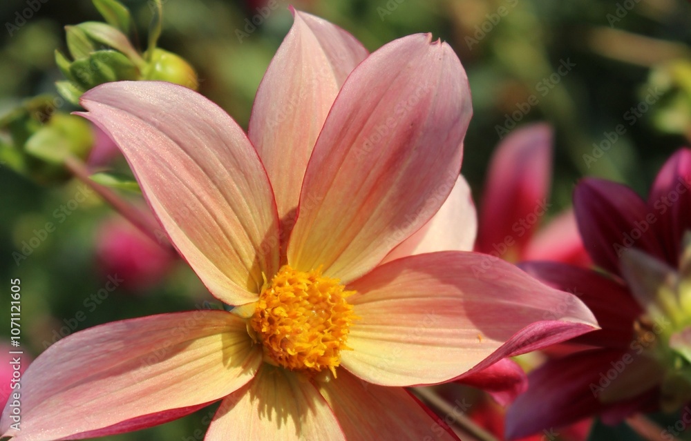 Orange dahlias on a green background in the garden. Beautiful natural background. Floral landscape. Flowers close up. Dahlia buds. Delicate petals. Aroma. Background texture. Nature. Garden. Dahlia Orange dahlias on a green background in the garden. Beautiful natural background. Floral landscape. Flowers close up. Dahlia buds. Delicate petals. Aroma. Background texture. Nature. Garden. Dahlia
