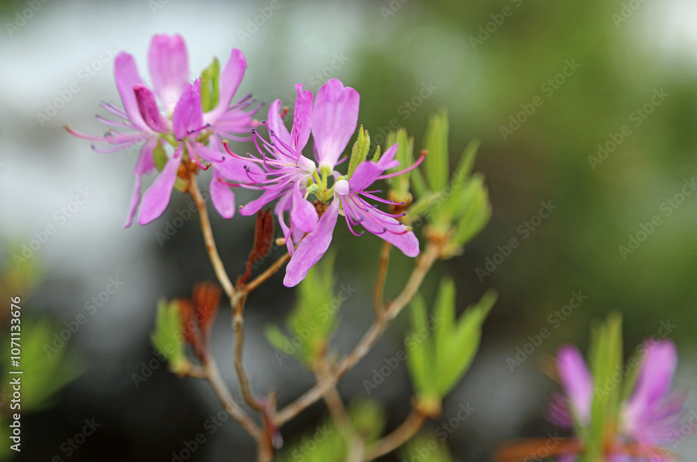 Pink Azalea flower - Asticou Azalea garden, Maine Pink Azalea flower - Asticou Azalea garden, Maine