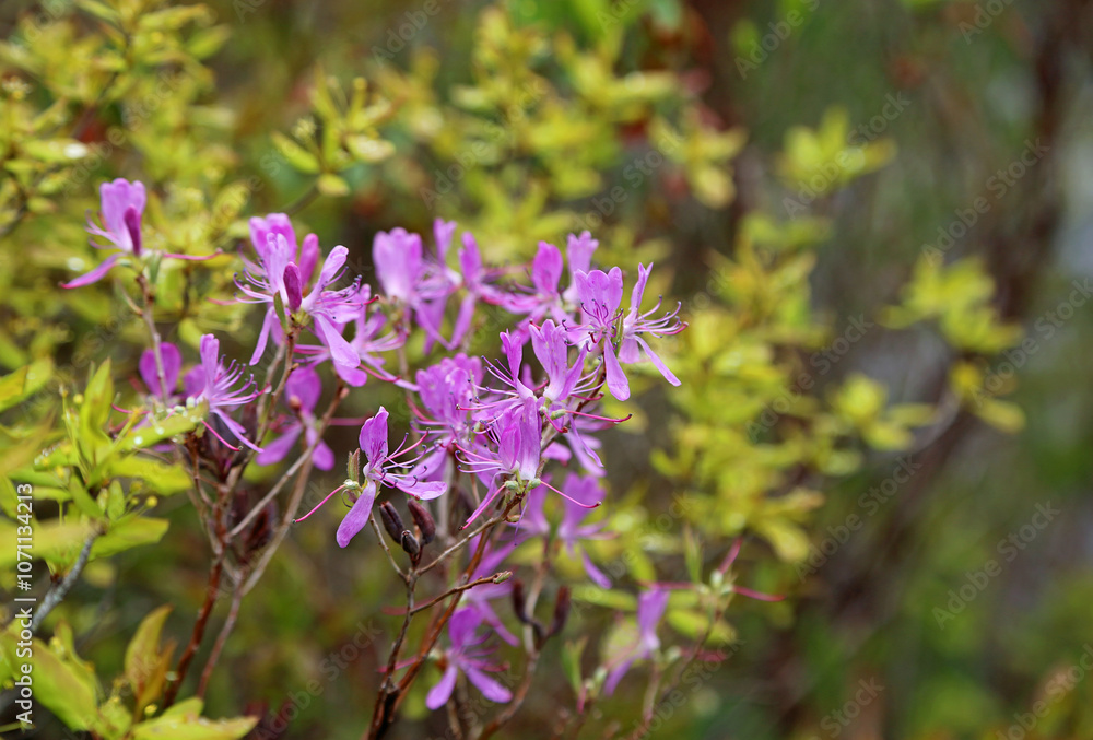 Azalea flowers - Asticou Azalea garden, Maine Azalea flowers - Asticou Azalea garden, Maine