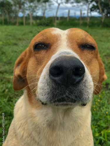 Close-up of light-eyed dogs with expressive gazes