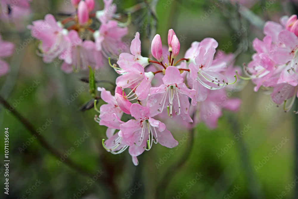 Pink Azalea flowers - Asticou Azalea garden, Maine Pink Azalea flowers - Asticou Azalea garden, Maine
