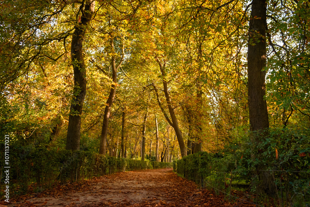 Obraz premium Sendero en bosque con follaje amarillo. Paisaje dorado y melancólico en Madrid, España.