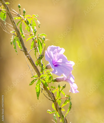 Morning glory ( lpomoea purpururea ) a fast growing weed. photo