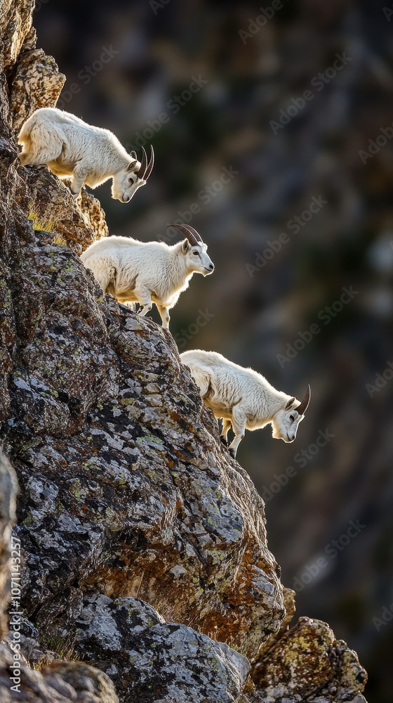 Mountain goats climbing steep rocky cliff in wilderness Mountain goats climbing steep rocky cliff in wilderness