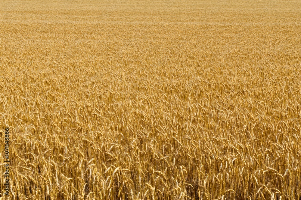 Golden Wheat Field Ready for Harvest in Rural Landscape Golden Wheat Field Ready for Harvest in Rural Landscape