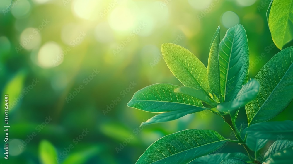 Sunlit green leaves, a closeup view of nature's vibrant beauty and lush foliage in the bright sunlight Sunlit green leaves, a closeup view of nature's vibrant beauty and lush foliage in the bright sunlight