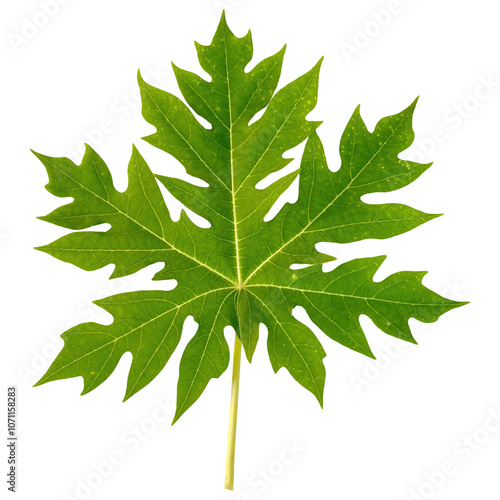 Wide green papaya leaf with detailed shape on transparent background clipart photo