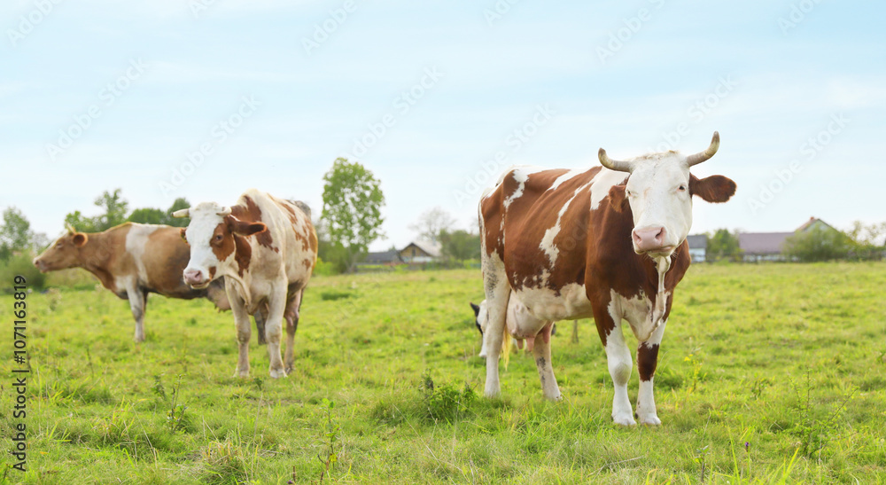 Beautiful cows grazing on green grass outdoors Beautiful cows grazing on green grass outdoors